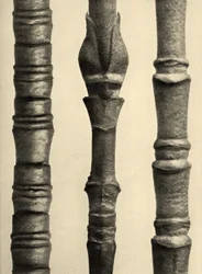 Cornus Nuttallii, 1929